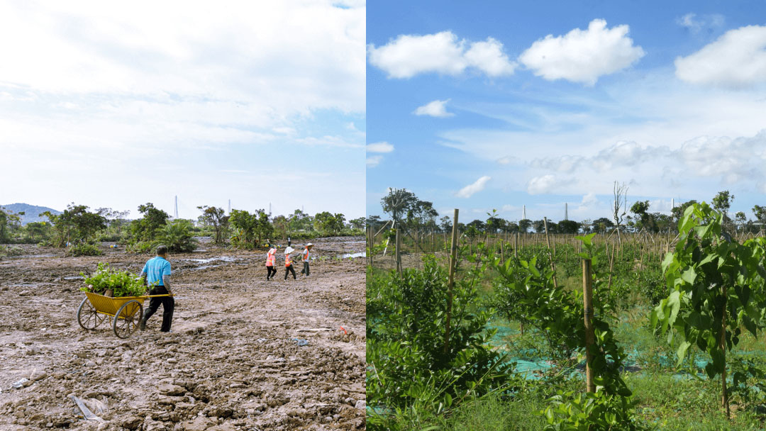 横琴国家湿地公园-改造前后对比